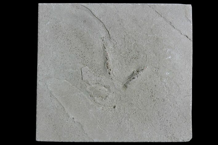 Fossil Bird Track - Green River Formation, Utah #105512